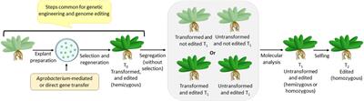 Recalcitrance to transformation, a hindrance for genome editing of legumes
